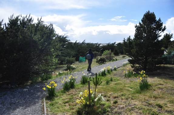 Caminhando no Memorial Wood  (Bosque da Memória), em honra oas mortos na guerra de 82, em Port Stanley, a capital de Falkland